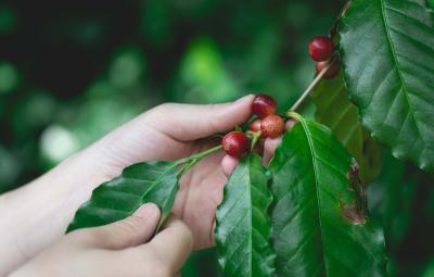 Βιώσιμη Καλλιέργεια Καφέ